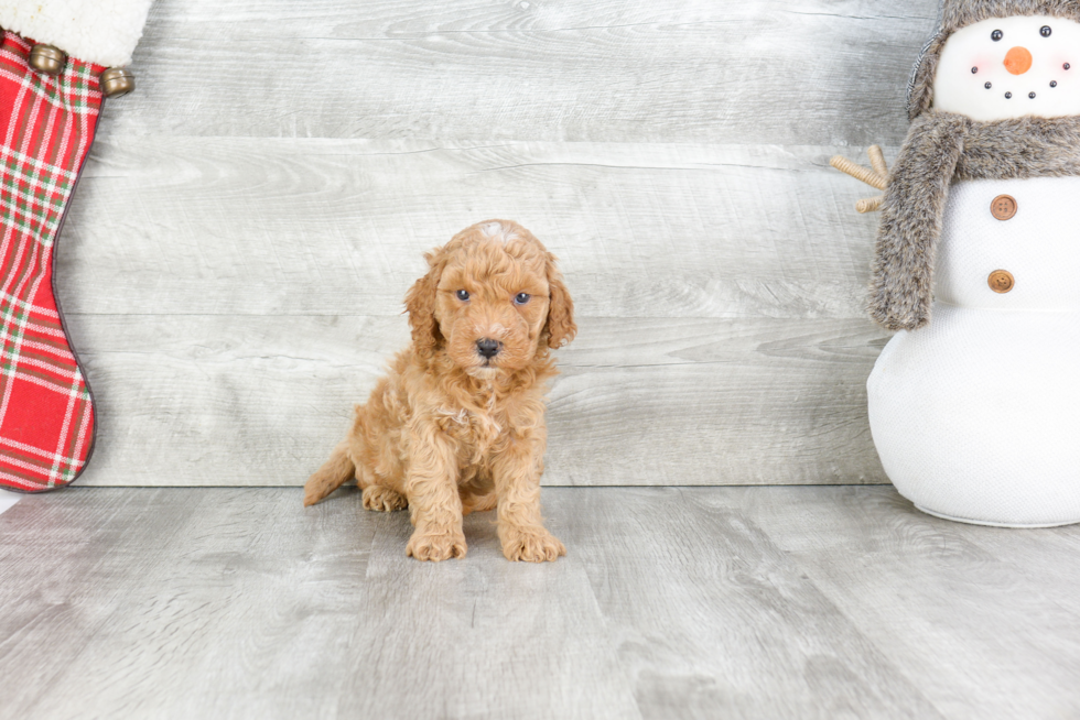 Playful Golden Retriever Poodle Mix Puppy