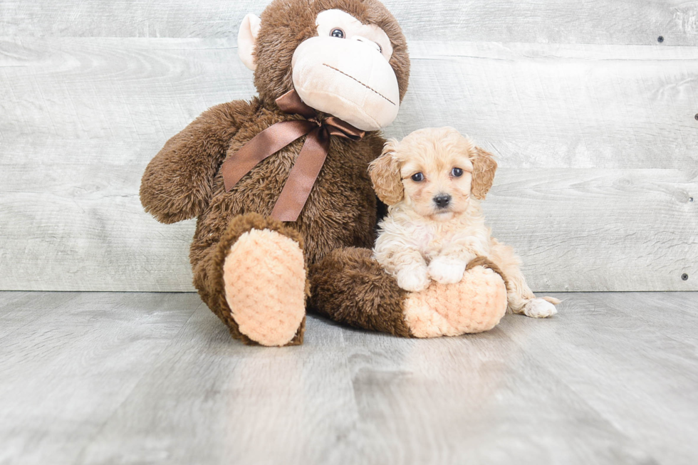 Cavachon Puppy for Adoption