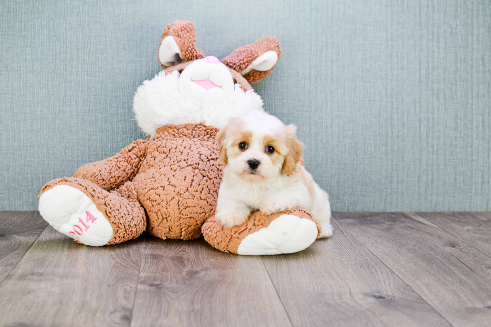 Smart Cavachon Designer Pup