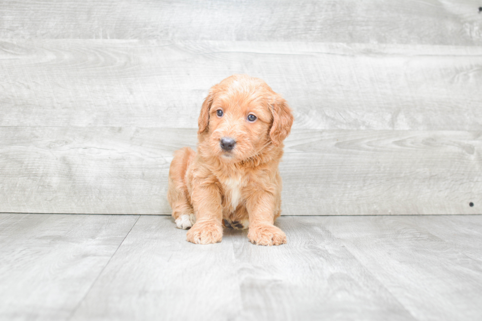 Mini Goldendoodle Pup Being Cute