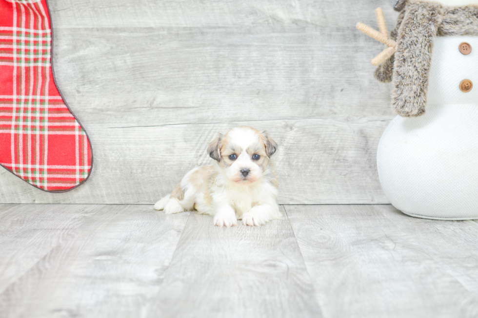 Teddy Bear Pup Being Cute