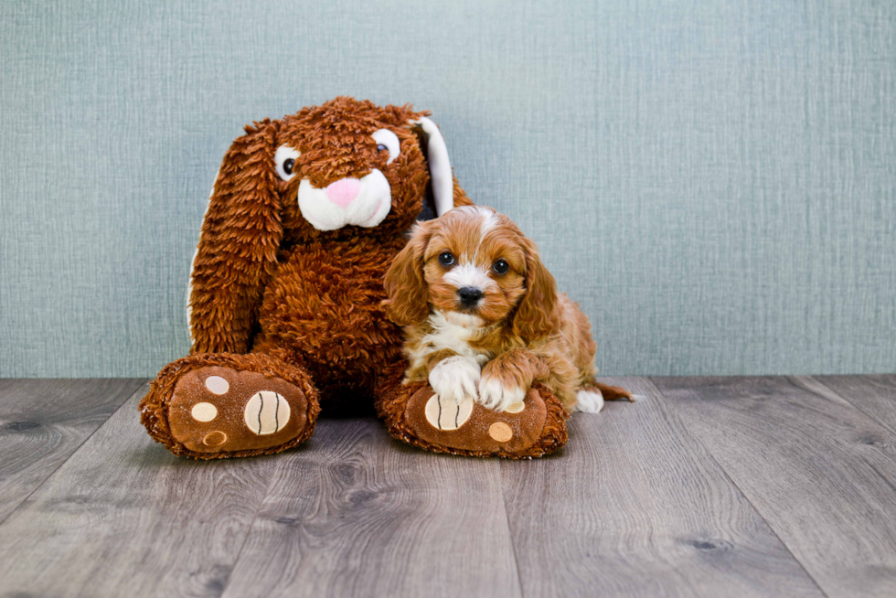 Best Cavapoo Baby