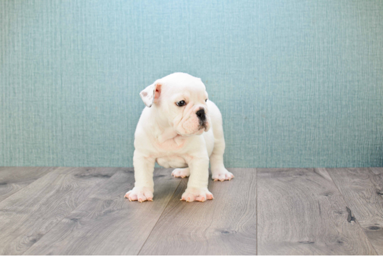 English Bulldog Pup Being Cute