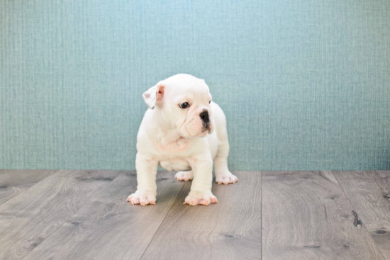 English Bulldog Pup Being Cute