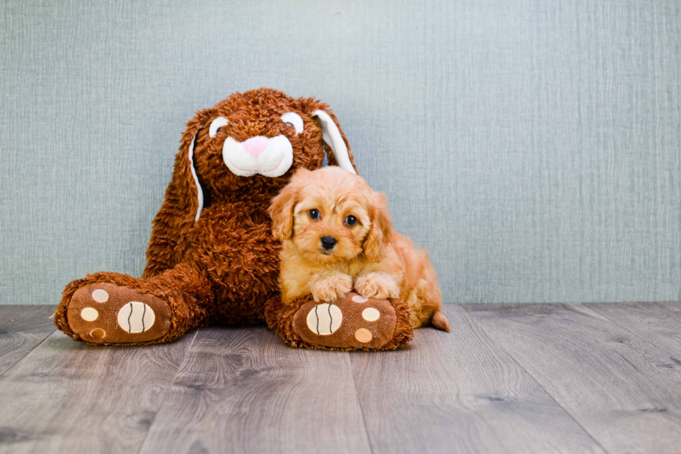 Cavapoo Pup Being Cute