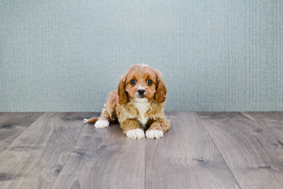 Cavapoo Pup Being Cute