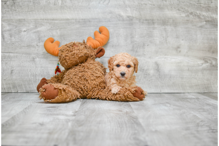 Maltipoo Puppy for Adoption