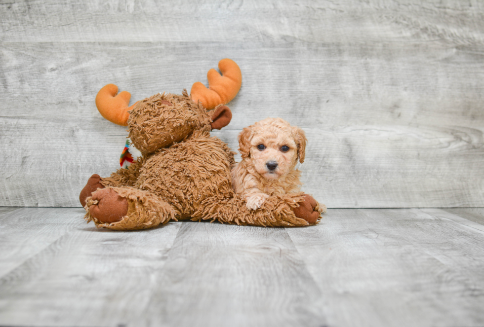 Maltipoo Puppy for Adoption