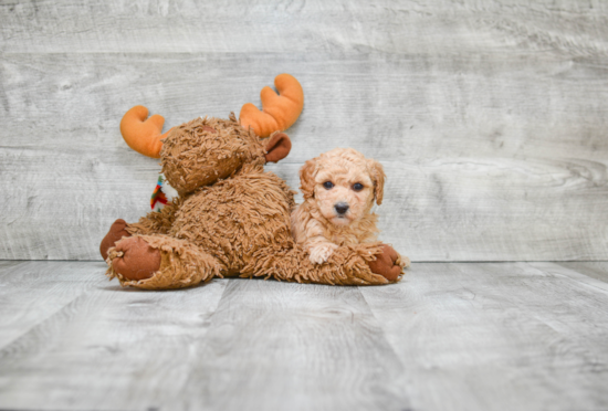 Maltipoo Puppy for Adoption