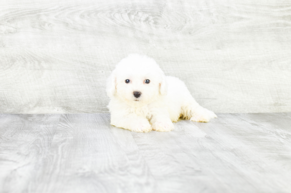 Bichon Frise Puppy for Adoption