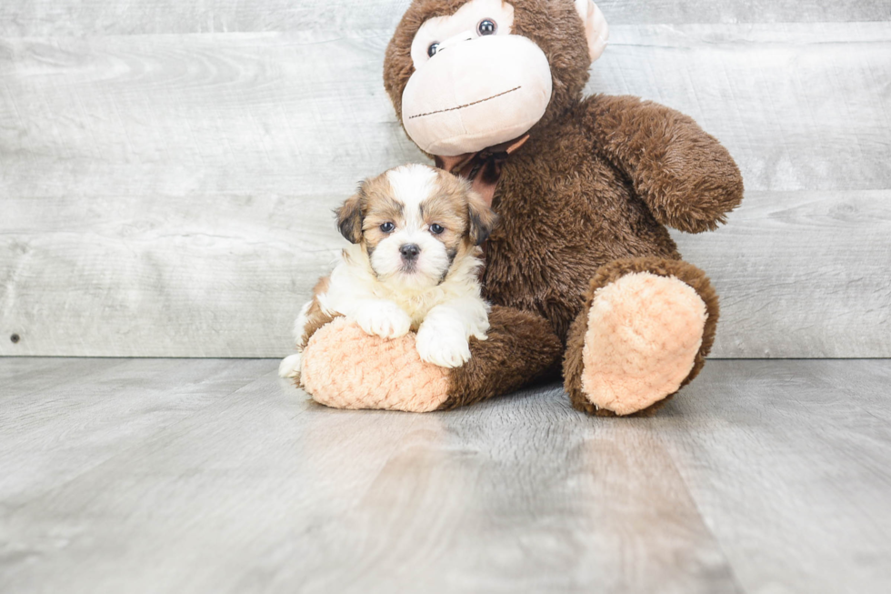 Teddy Bear Puppy for Adoption