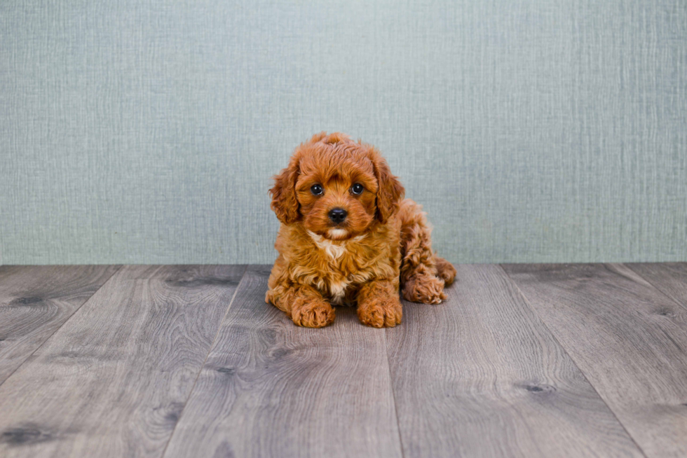 Cavapoo Pup Being Cute