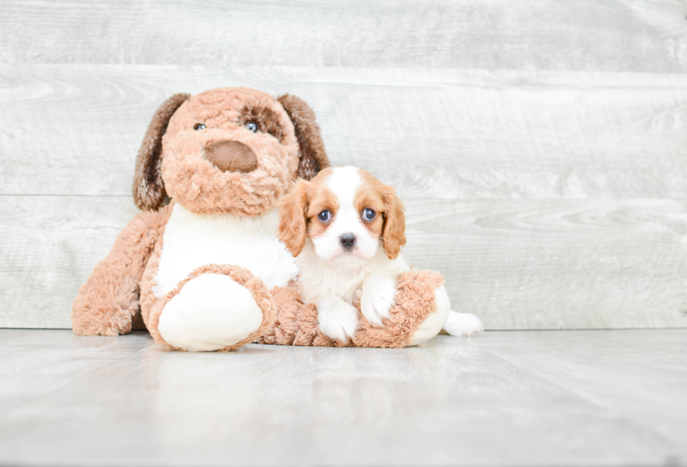 Best Cavalier King Charles Spaniel Baby