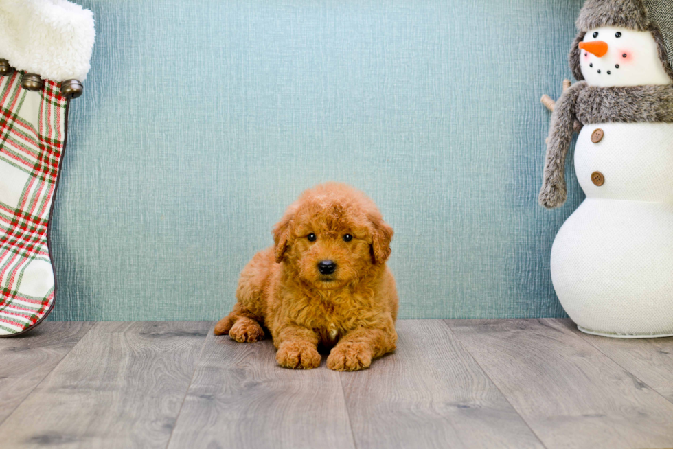 Playful Golden Retriever Poodle Mix Puppy