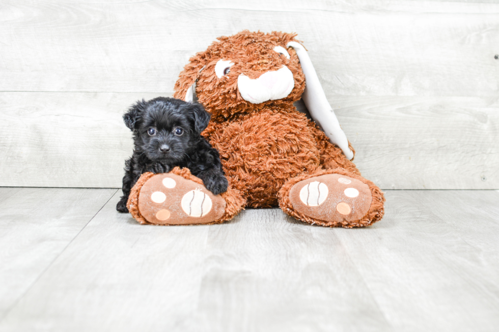 Small Yorkie Poo Baby