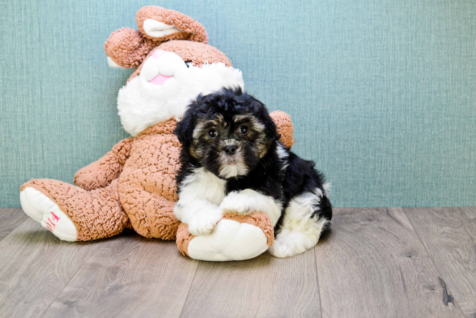 Havanese Puppy for Adoption