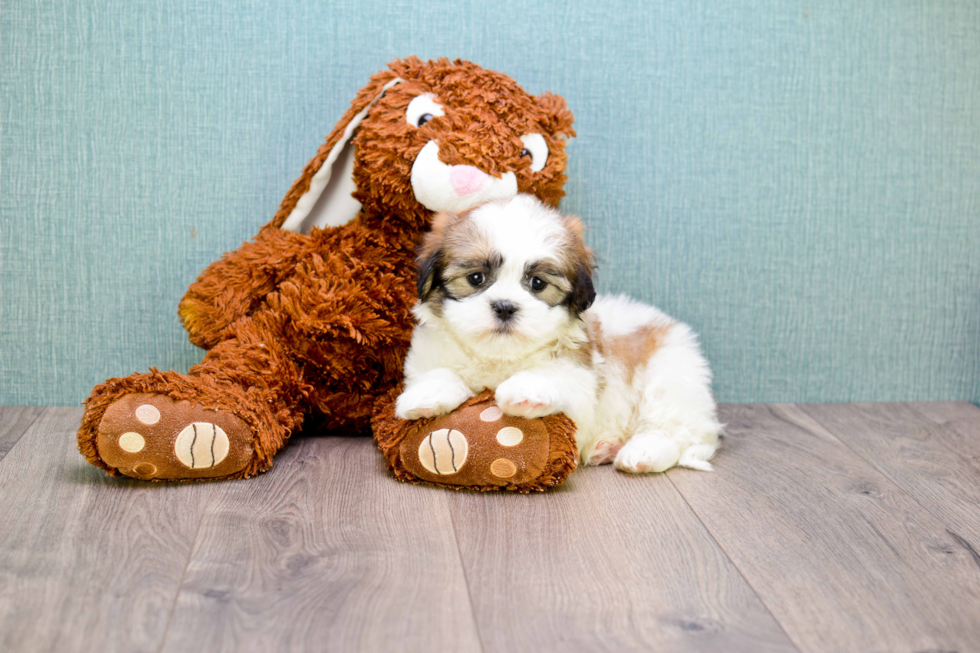 Funny Teddy Bear Designer Pup