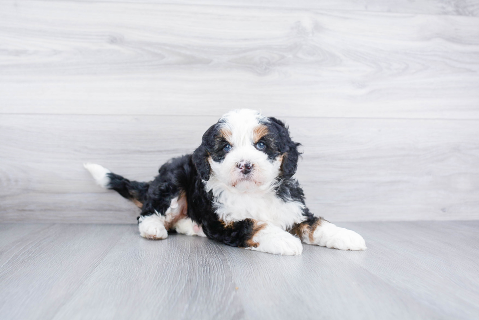 Mini Bernedoodle Pup Being Cute