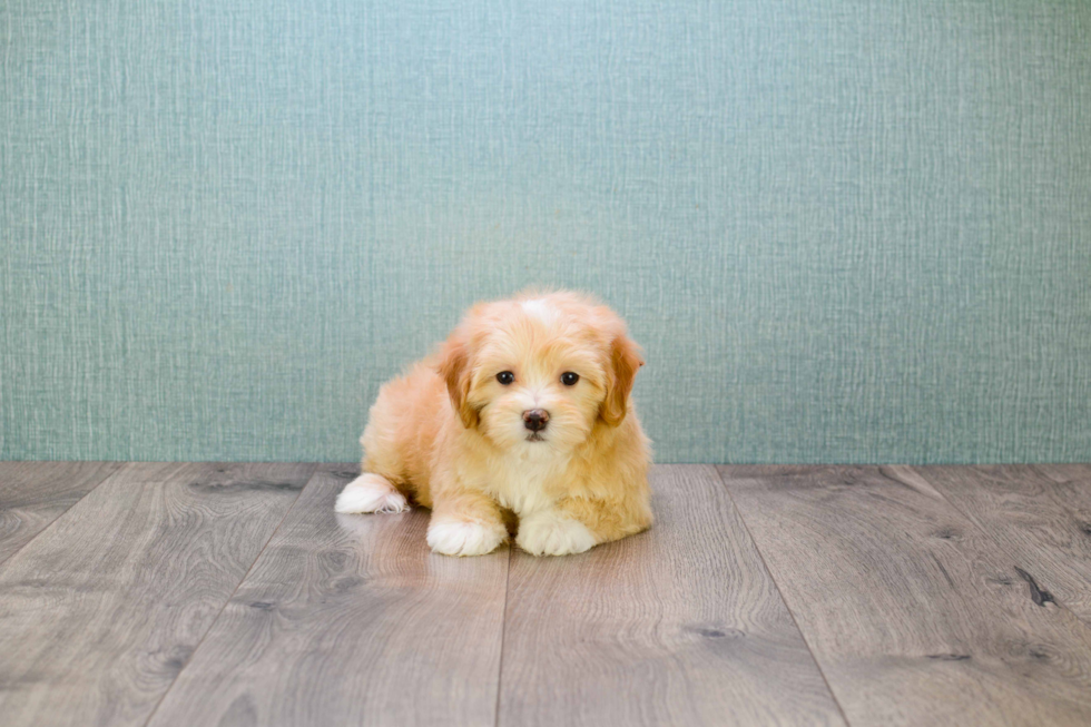 Adorable Maltese Poodle Poodle Mix Puppy