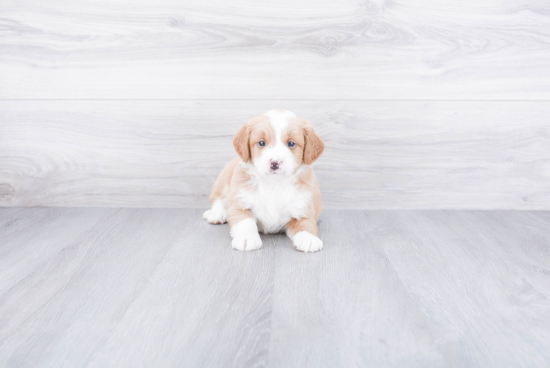 Adorable Bernadoodle Poodle Mix Puppy