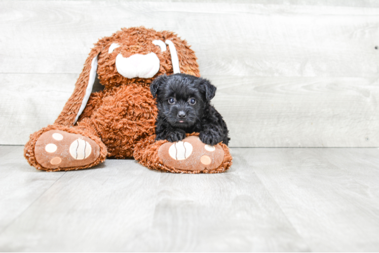 Yorkie Poo Pup Being Cute