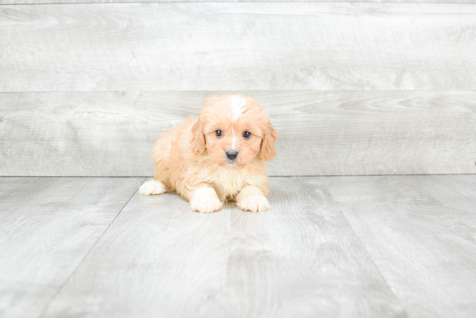 Playful Cavalier Designer Puppy