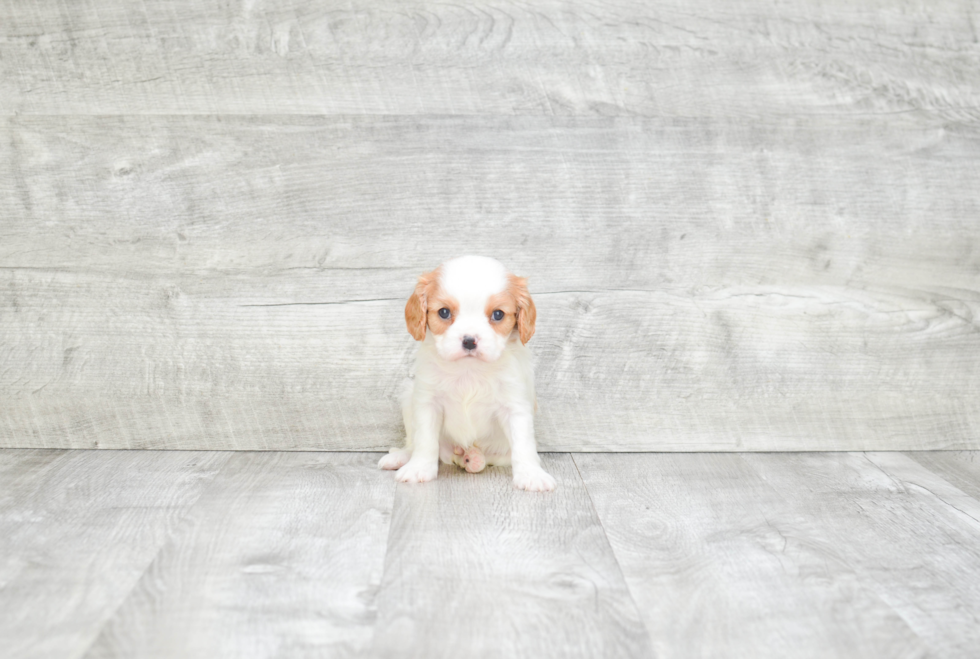 Playful Cavalier King Charles Spaniel Baby