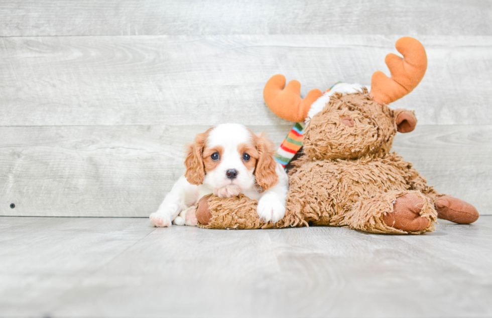 Best Cavalier King Charles Spaniel Baby