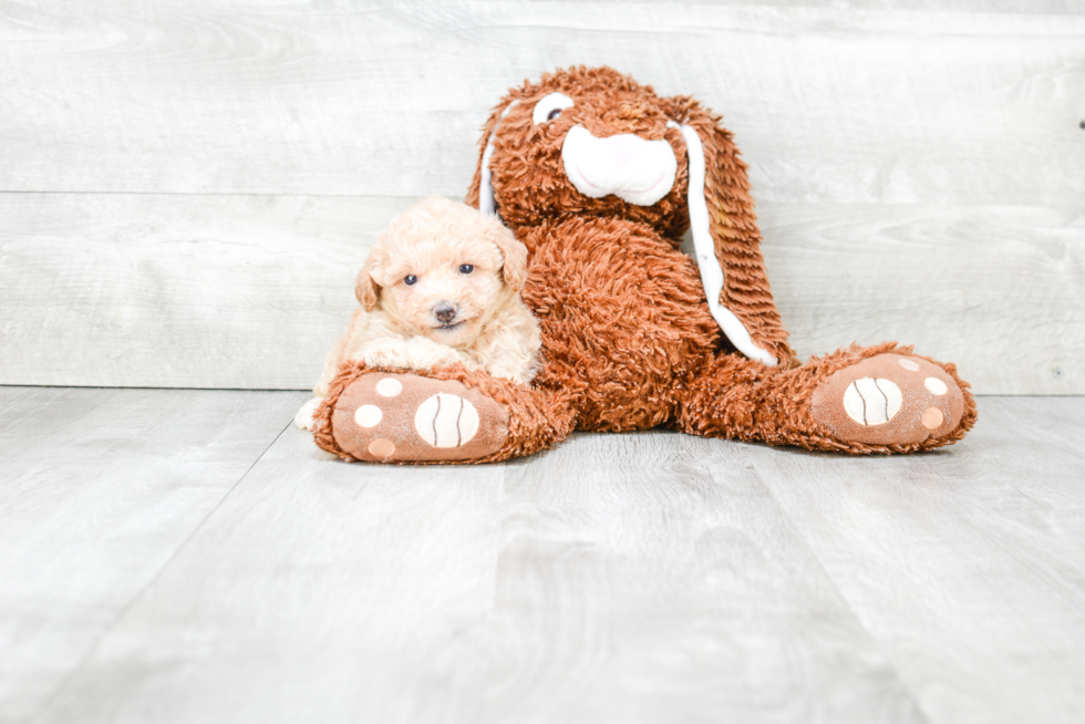 Maltipoo Puppy for Adoption