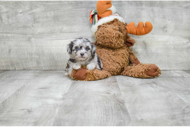 Mini Aussiedoodle Pup Being Cute