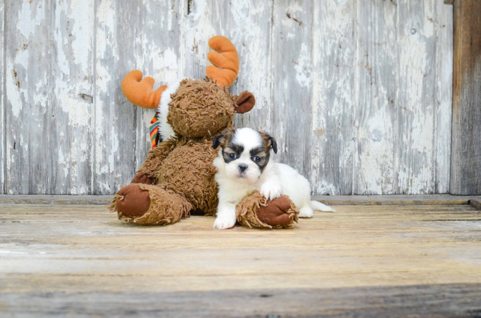 Teddy Bear Pup Being Cute