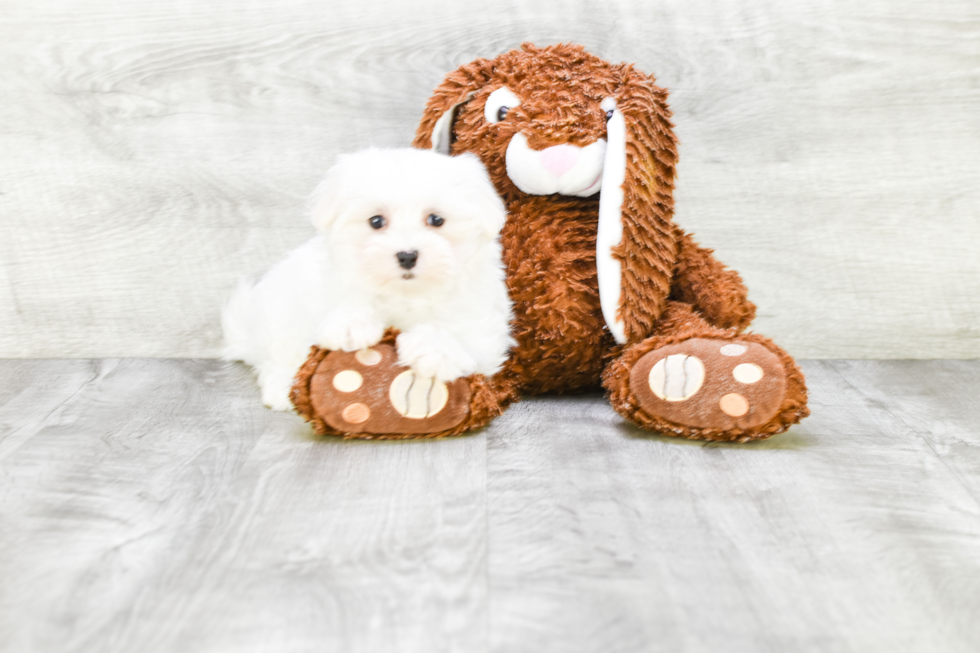 Hypoallergenic Maltese Baby