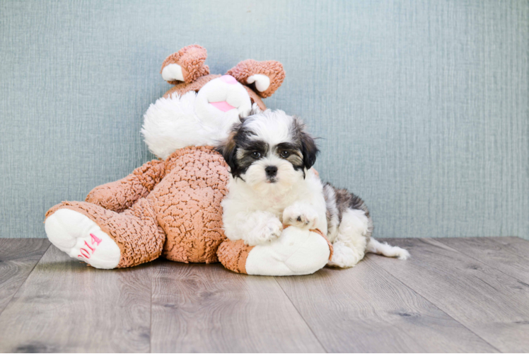 Happy Teddy Bear Baby