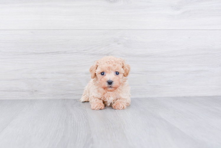 Happy Havanese Purebred Puppy