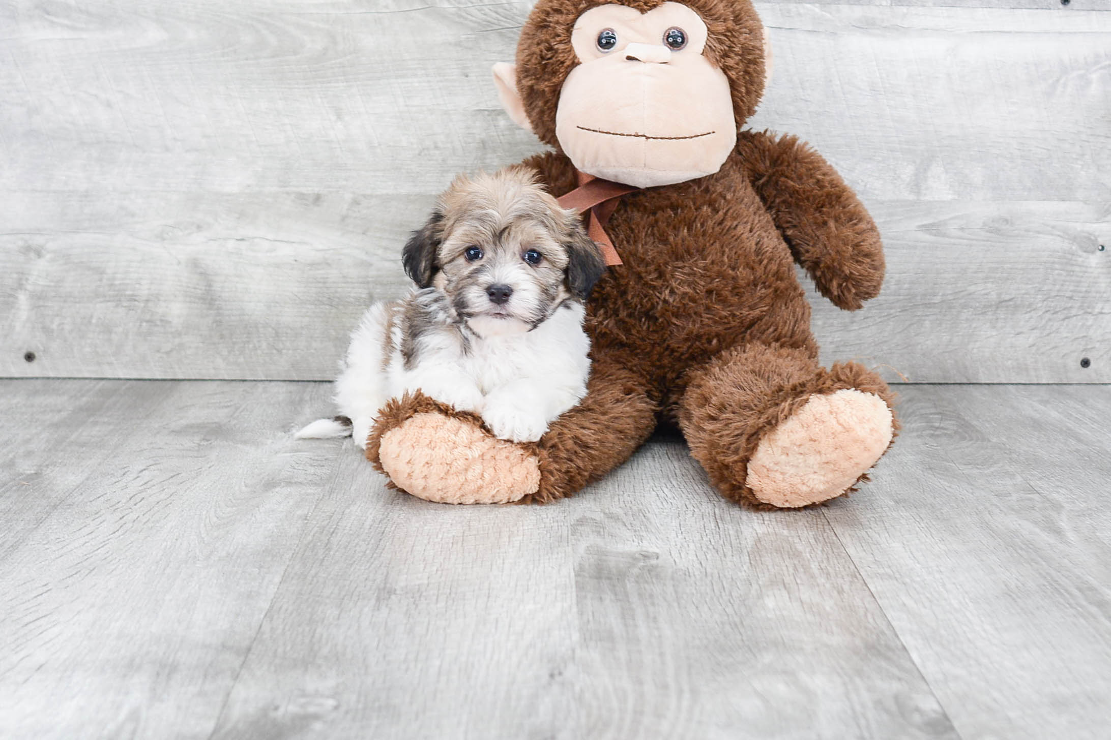 Funny Havanese Baby