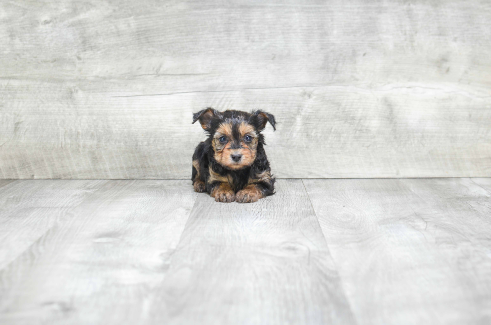 Yorkie Poo Puppy for Adoption