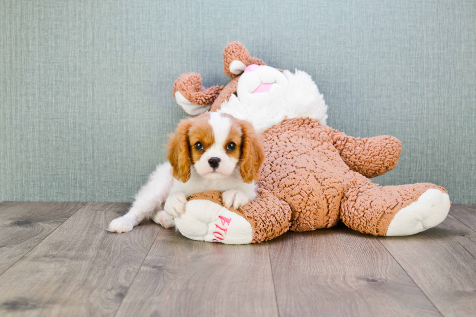 Cavalier King Charles Spaniel Pup Being Cute