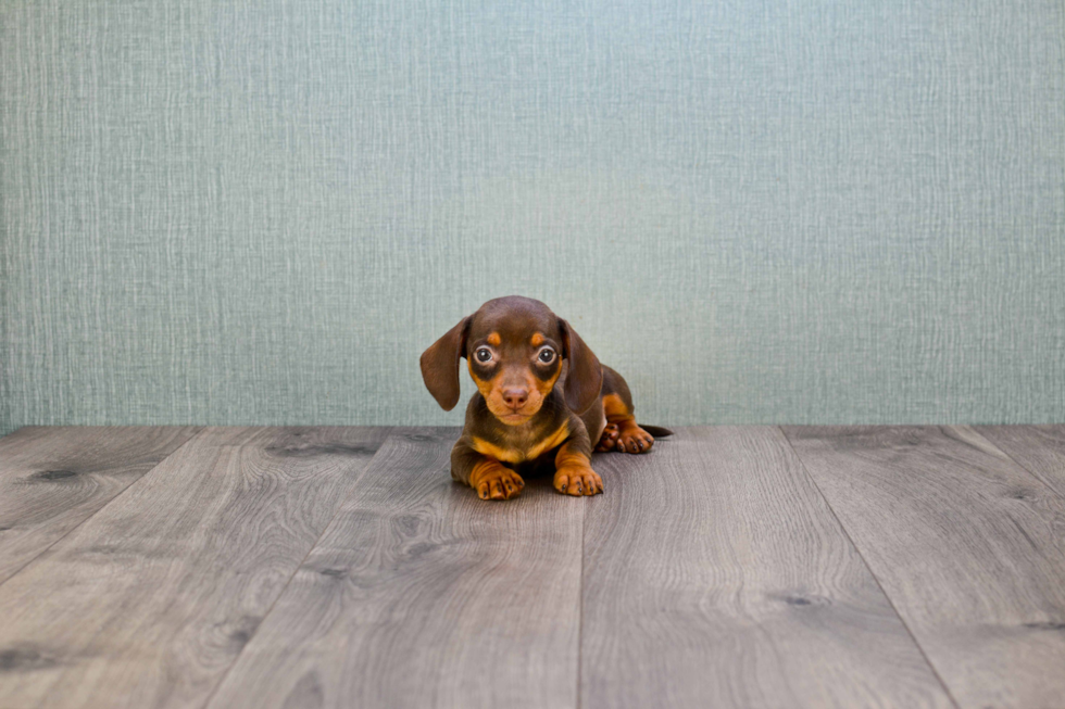 Cute Dachshund Purebred Puppy