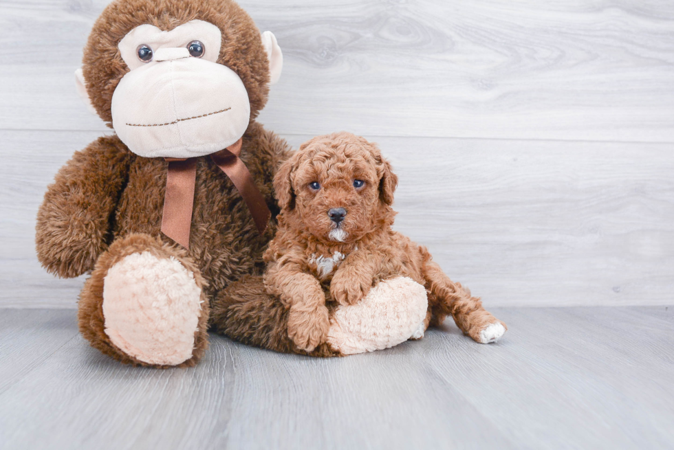 Cavapoo Pup Being Cute