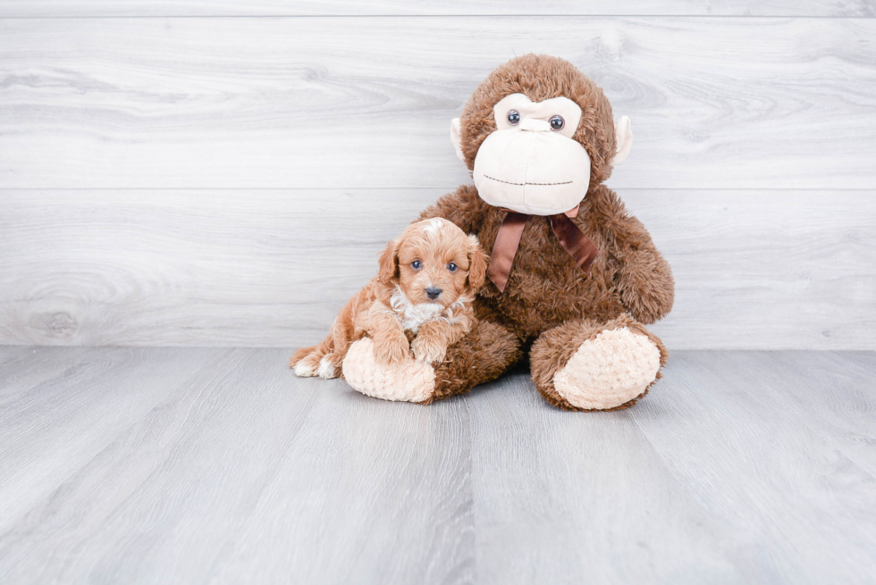 Cockapoo Puppy for Adoption