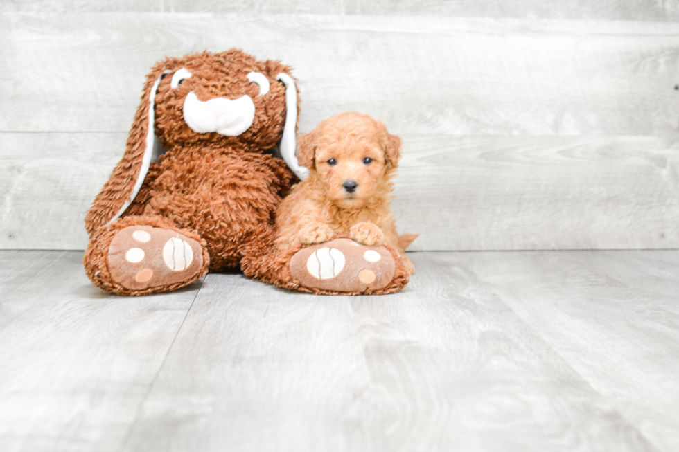 Mini Goldendoodle Puppy for Adoption