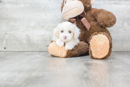 Best Maltipoo Baby