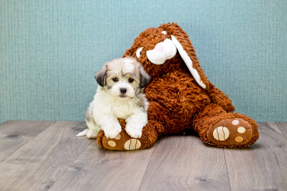 Havanese Pup Being Cute