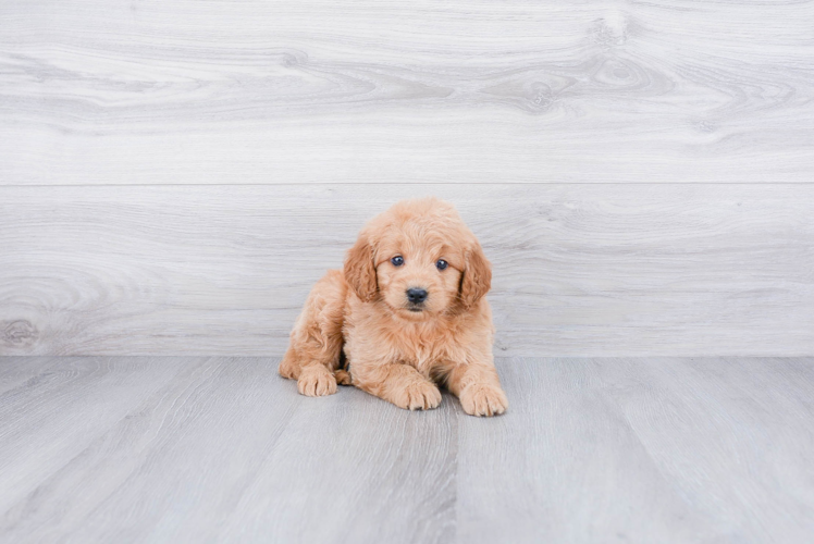 Mini Goldendoodle Pup Being Cute