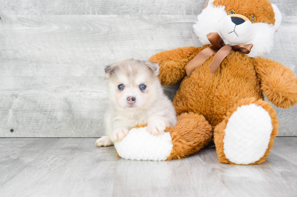 Little Mini Husky Designer Puppy