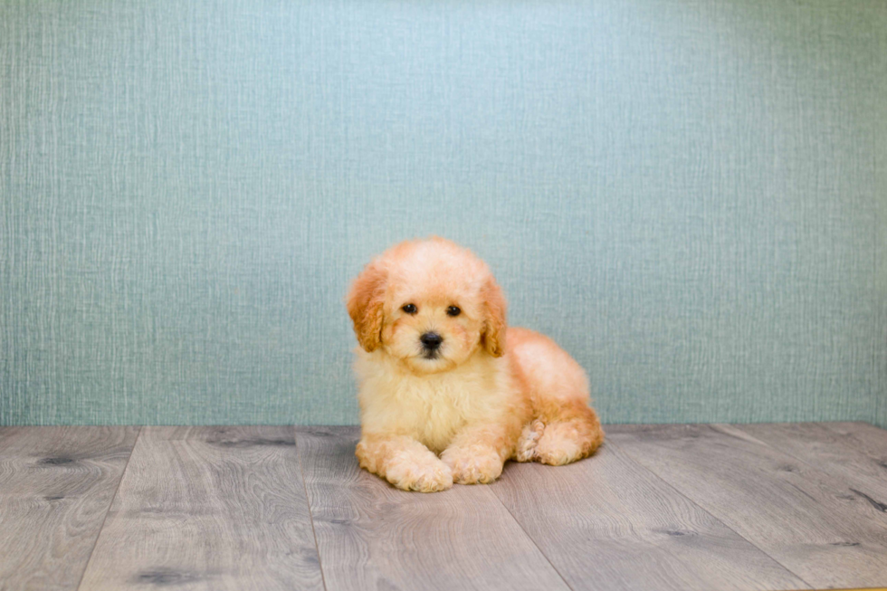 Smart Mini Goldendoodle Poodle Mix Pup