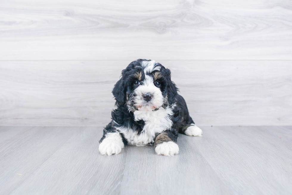 Mini Bernedoodle Pup Being Cute