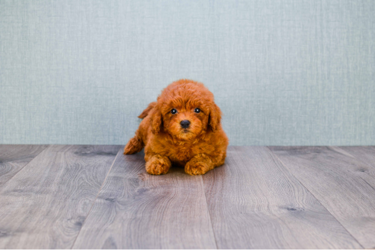 Cute Mini Goldendoodle Baby