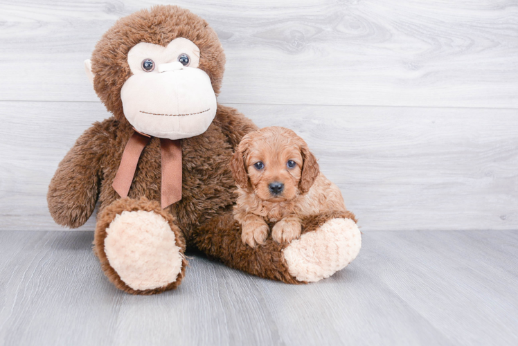Adorable Cavoodle Poodle Mix Puppy