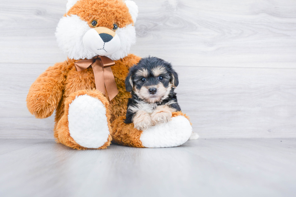 Friendly Morkie Baby